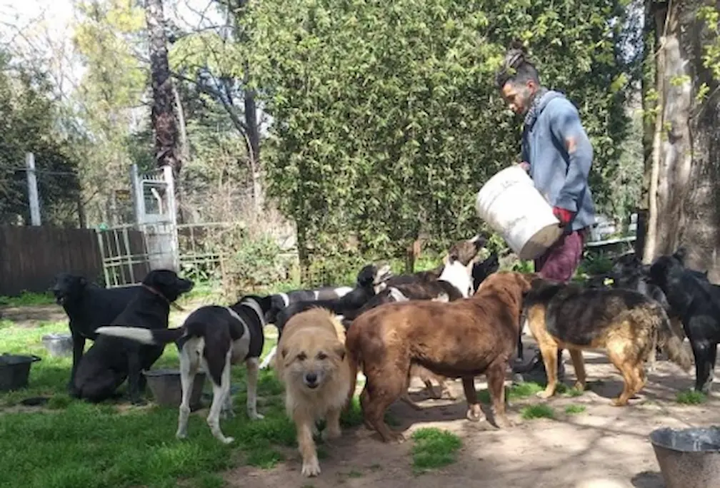 Informe Aprani Nos Describen Las Ventajas De Adoptar Un Perro O Gato