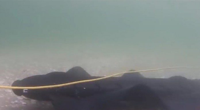 Así es el robot que repta como una serpiente y nada como un calamar