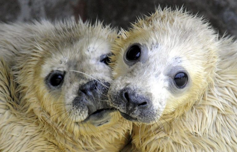 Las focas grises pueden imitar partes de melodías humanas