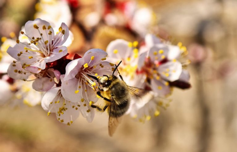 Las colonias de abejas se redujeron un 16% en un solo invierno