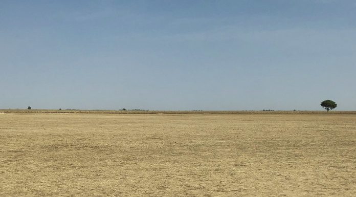 24.000 millones de toneladas de suelo fértil se pierden cada año por la desertificación