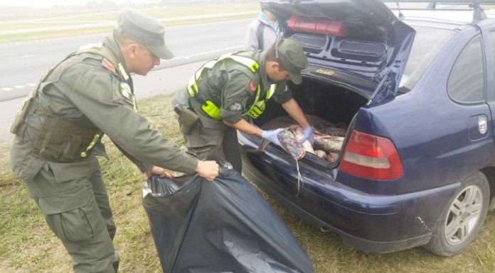 SENASA decomisó 140 kilos de pescado en San Nicolás