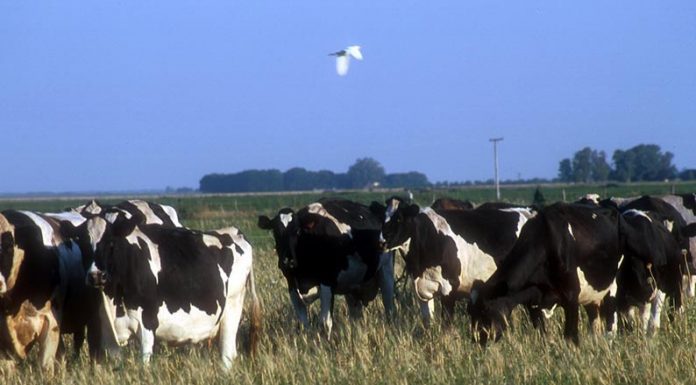 El Plan Ganadero Bonaerense 6×6 busca generar 870.000 terneros adicionales al año