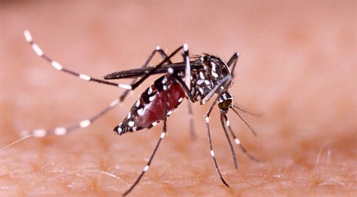 Brote de Dengue: La OPS está en alerta por los más de dos millones de casos registrados en Latinoamérica