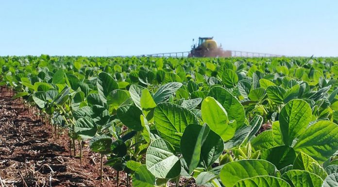 CAMPAÑA 2023/24: El campo vuelve a apostar por la soja, que alcanzaría una producción de 50 millones de toneladas