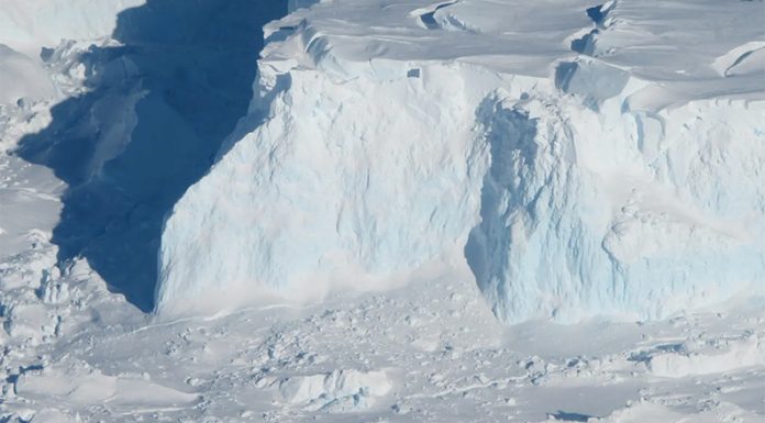 Alerta por plantas y animales: Las consecuencias del cambio climático “serán devastadoras”