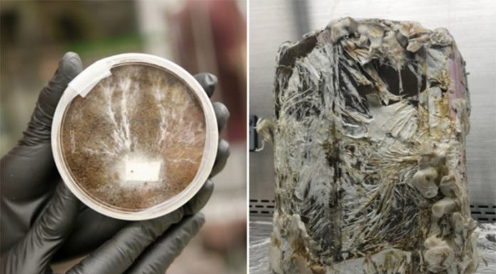 Así son las casas a base de hongos que diseña la NASA para vivir en cualquier planeta