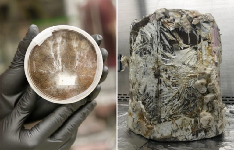 Así son las casas a base de hongos que diseña la NASA para vivir en cualquier planeta