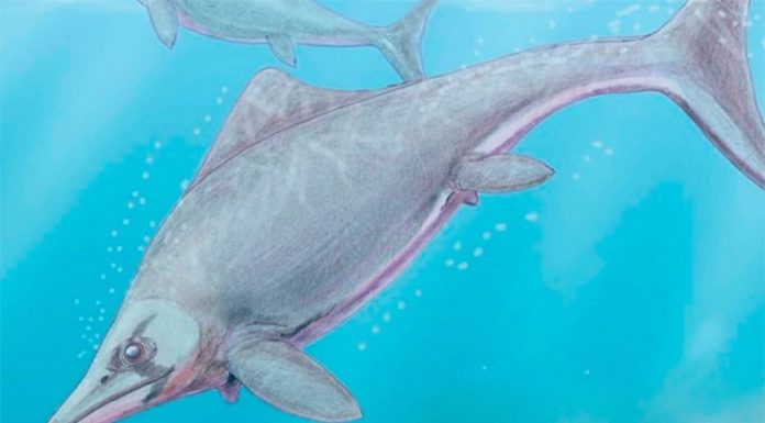 Científicos de La Plata hallaron un reptil marino de 150 millones de años en la Patagonia