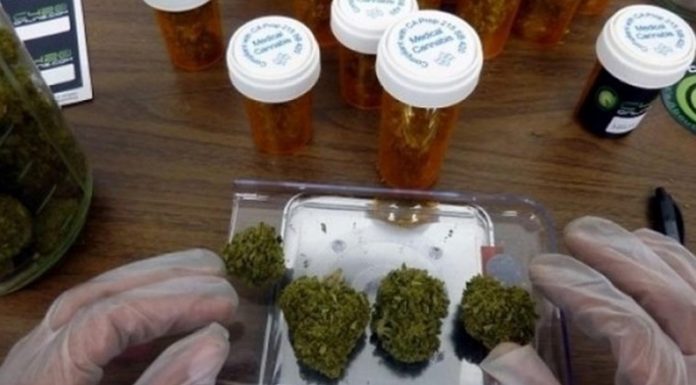 SALUD: El Conicet evaluará la calidad del cannabis medicinal