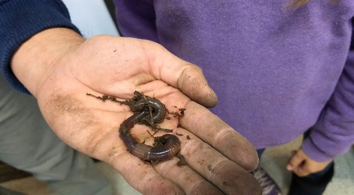 INSOLITO: El cambio climático podría afectar a las comunidades de lombrices a nivel global