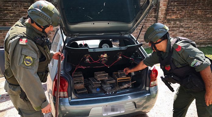 GENDARMERIA: Rescatan cuatro especies de aves luego de un control vehicular
