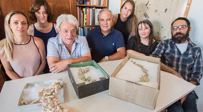 Encuentran en Chubut nidos de abejas de cien millones de años