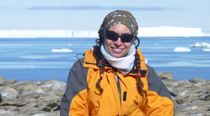 En una campaña del Instituto Antártico Argentino: Descubrieron restos de piel fosilizada de un pingüino gigante en la Antártida
