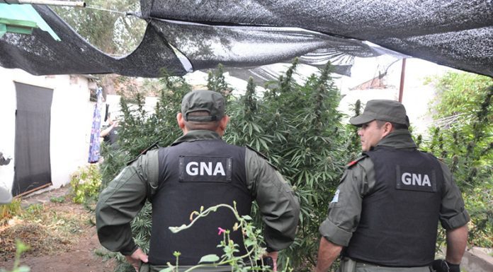 Gendarmería descubre plantación ilegal de cannabis sativa