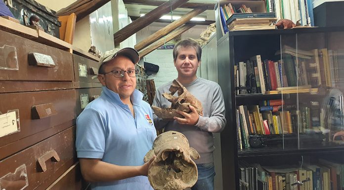 Paleontólogos de Argentina y Ecuador presentaron un “Yeti sudamericano” de más de 10 mil años de antigüedad