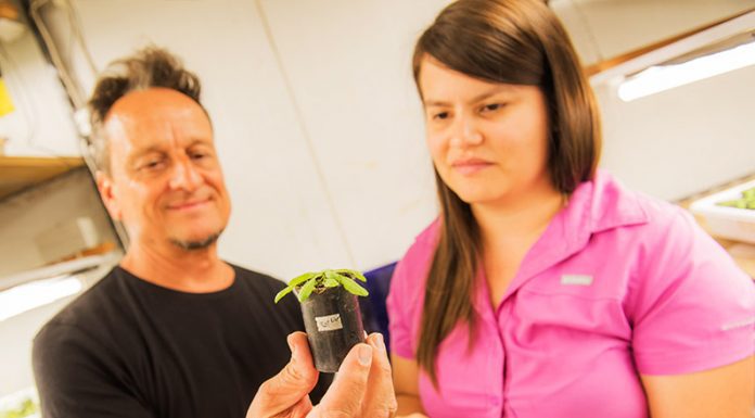 CONICET: Revelan vínculo molecular entre señales de competencia y respuestas de defensa en plantas