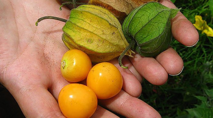 EN TUCUMÁN: La uchuva da los primeros pasos en el país