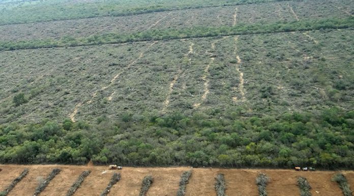 Día de la Tierra: Greenpeace denuncia que se desmontaron más de 6.500 hectáreas durante la cuarentena