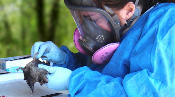 CONICET: Los murciélagos y su rol en el surgimiento de nuevas enfermedades virales