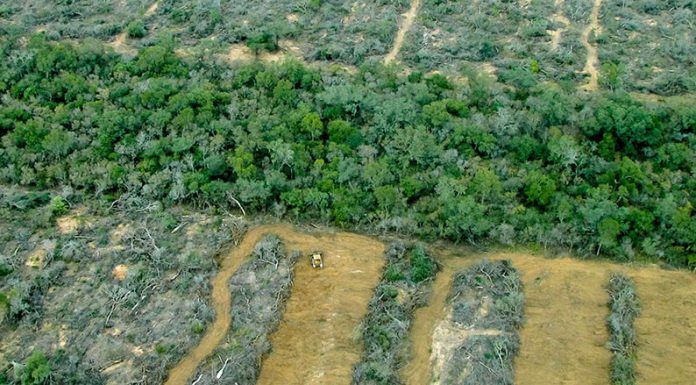 Greenpeace: “Durante la cuarentena ya se desmontó el equivalente a media ciudad de Buenos Aires”