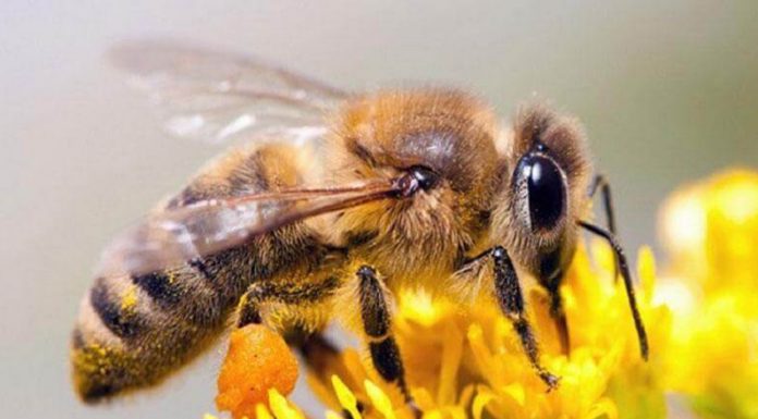 Emergencia Agropecuaria: En medio de la sequía en nuestra región, conocemos sobre “La importancia de las abejas, más allá de la miel”