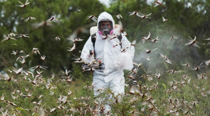 Langosta: se mantienen las acciones coordinadas para controlar la plaga