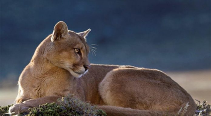 Leyes que atrasan: el Gobierno de Chubut paga por cazar pumas y zorros