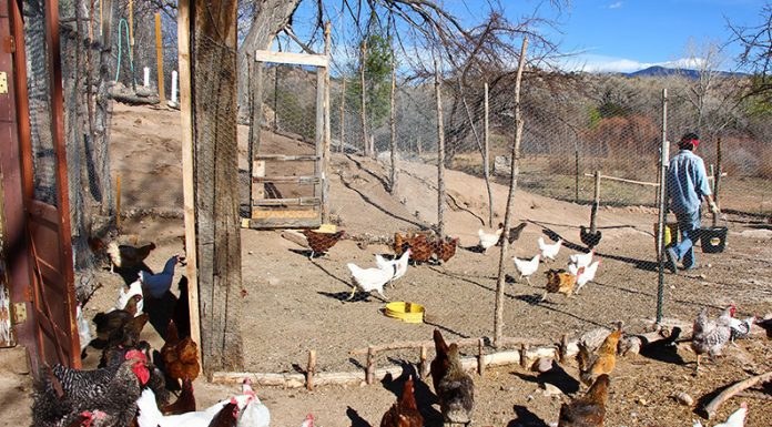 EN INTA ZÁRATE: Impulsan la entrega de pollitos bebes para promover gallineros en granjas familiares desde el programa Pro Huerta