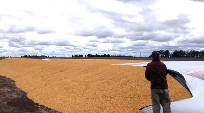 BUENA NOTICIA: La SRECZ dice que bajó la intensidad de los ataques a silos bolsa y quema de campos