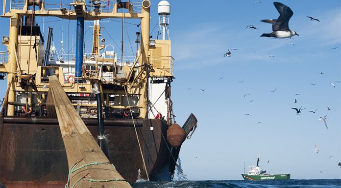 Greenpeace: El Mar Argentino al borde del colapso entre pesqueros y petroleros