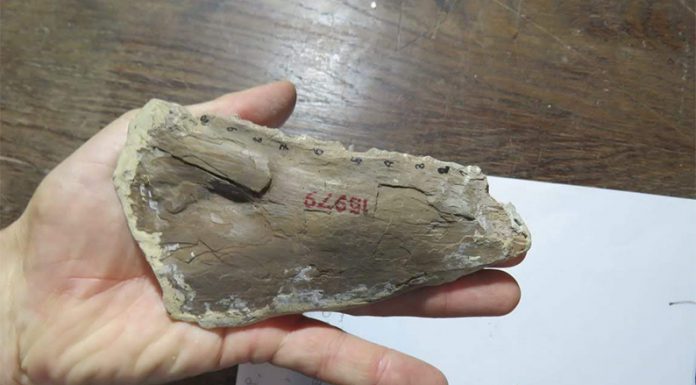 AL SUR DE LA PROVINCIA DE CHUBUT: Descubrieron un pez gigante fósil de 70 millones de años en la Patagonia