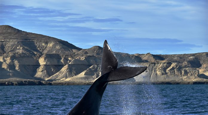 Menos ballenas en el Mar Argentino: Greenpeace revela las causas y responsables