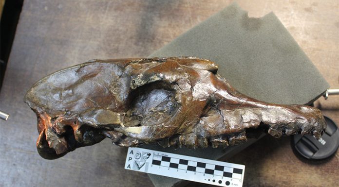 Revelan que la fauna extinta de Sudamérica jugó un papel importante para el origen de los caballos, rinocerontes y tapires