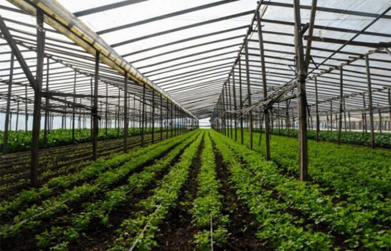 Aprueban proyectos hortícolas agroecológicos para 2.400 productores bonaerenses
