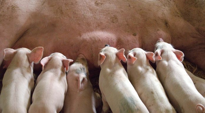 Analizan el rumbo productivo local a partir de un diagnóstico ambiental global