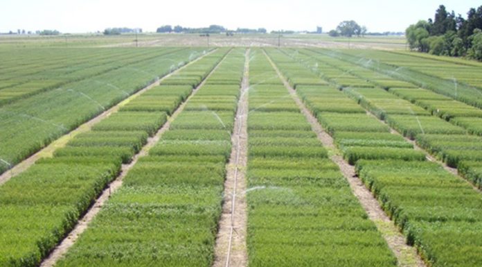 Identifican regiones genómicas importantes para mejorar el potencial de rendimiento del cultivo de trigo