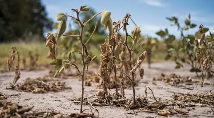 ESTUDIO DEL INTA: Estiman meses de calor y escasas lluvias por presencia del fenómeno de “La Niña”