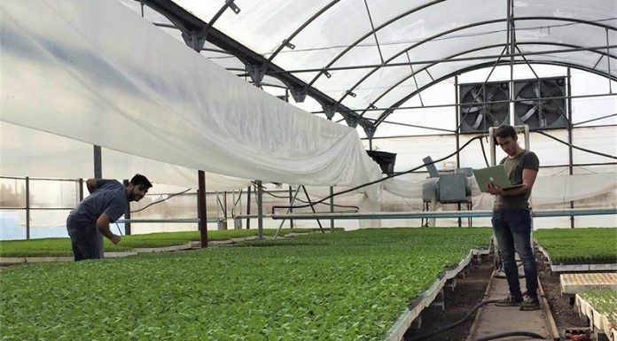 Crean una novedosa plataforma para mejorar la producción de cultivos bajo cubierta