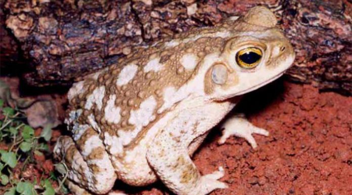 ESTUDIO: Demuestran que la combinación de agroquímicos y antibióticos genera nuevas anomalías en anfibios