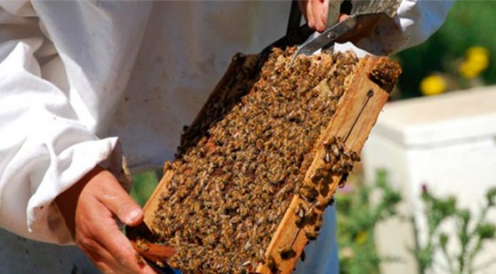 LAS ABEJAS PRODUCEN MUCHO MÁS QUE MIEL: Investigadores del CONICET y del INTA desarrollan un gel antibacterial a base de propóleos