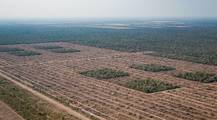 Fin de la cuarentena: desde marzo se deforestaron casi 50 mil hectáreas