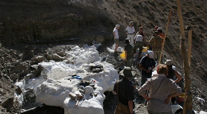 Descubren una nueva especie de saurópodo gigante de 179 millones de años en Chubut