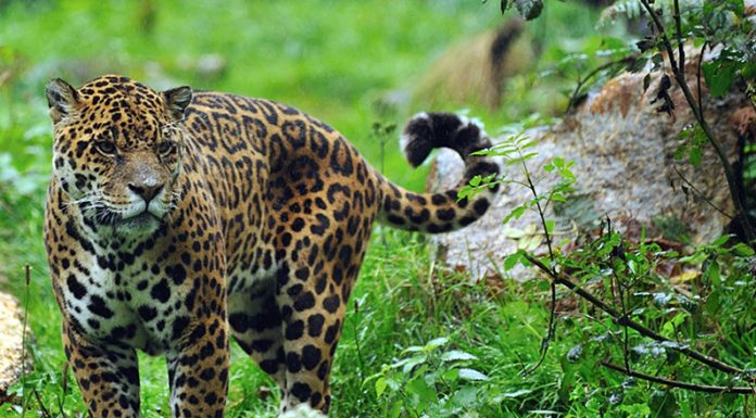 Unidos por el yaguareté: Argentina, Brasil y Paraguay juntos por la conservación de la especie en el Bosque Atlántico