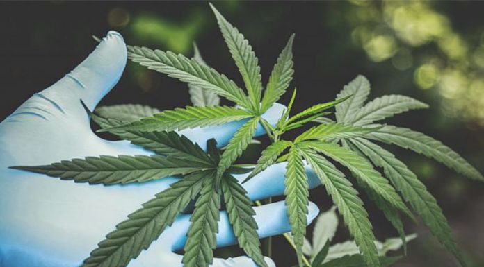 SLT-FAUBA: “Estudiar el Cannabis es promover el derecho a la salud”