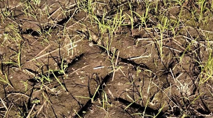 Las inundaciones extienden el período en que emergen las malezas