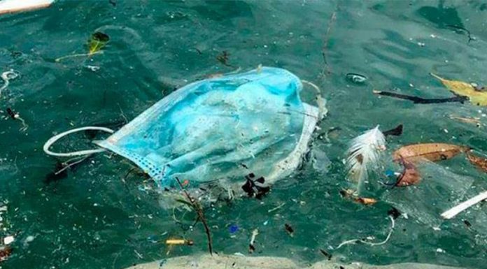 Los barbijos quirúrgicos empiezan a convertirse en un peligro para los animales