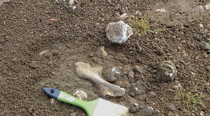 Neuquén: Hallan restos fósiles de un dinosaurio herbívoro de 100 millones de años