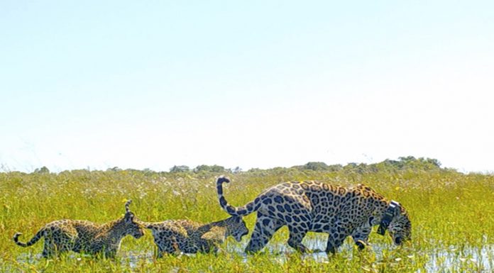Los yaguaretés ya viven en completa libertad en el Parque Iberá, Corrientes