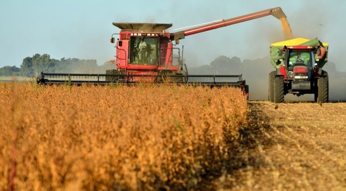 Ayudarán a productores que siembren hasta 400 hectáreas de soja y 100 de maíz